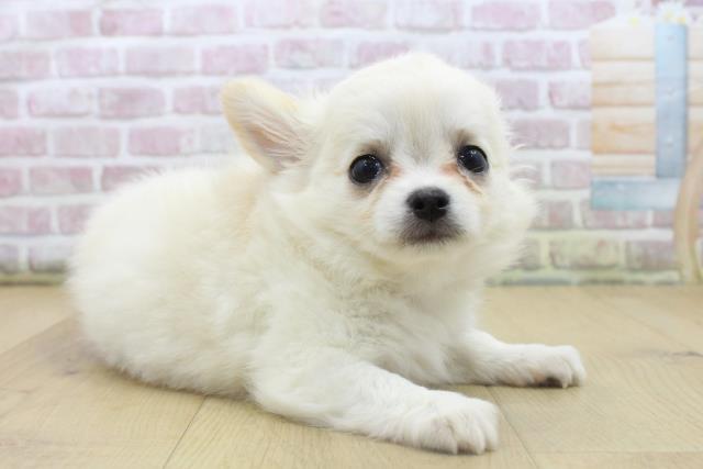 福島県のチワワ(ロング) (Coo&RIKU郡山店/2025年8月9日生まれ/男の子/クリームホワイト)の子犬の3枚目の画像