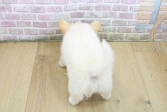 福島県のチワワ(ロング) (Coo&RIKU郡山店/2025年8月9日生まれ/男の子/クリームホワイト)の子犬の4枚目の画像