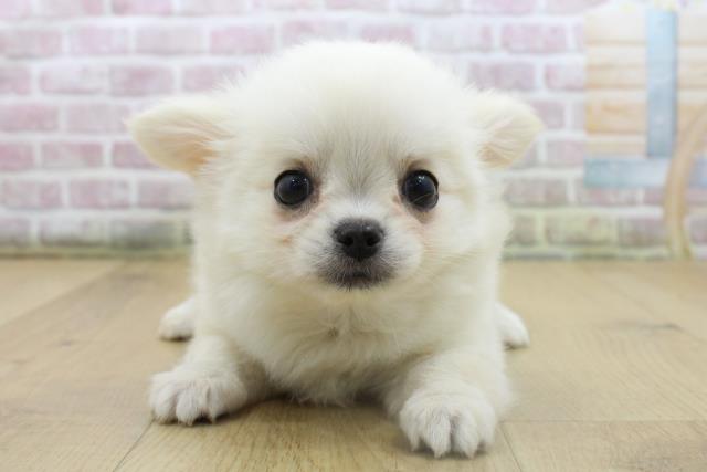 青森県のチワワ(ロング) (Coo&RIKU弘前店/2025年8月9日生まれ/男の子/クリームホワイト)の子犬の1枚目の画像