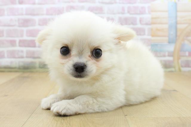 青森県のチワワ(ロング) (Coo&RIKU弘前店/2025年8月9日生まれ/男の子/クリームホワイト)の子犬の2枚目の画像