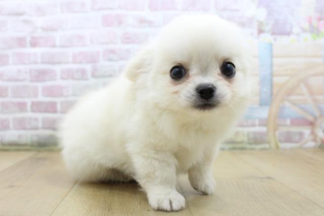 青森県のチワワ(ロング) (Coo&RIKU弘前店/2025年8月9日生まれ/男の子/クリームホワイト)の子犬の3枚目の画像