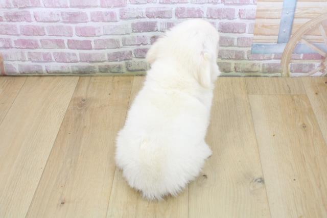 青森県のチワワ(ロング) (Coo&RIKU弘前店/2025年8月9日生まれ/男の子/クリームホワイト)の子犬の4枚目の画像