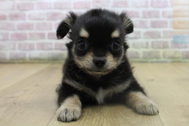 青森県のチワワ(ロング) (Coo&RIKU八戸店/2025年8月10日生まれ/男の子/ブラックタンホワイト)の子犬の1枚目の画像
