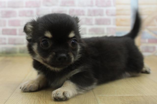 栃木県のチワワ(ロング) (Coo&RIKU足利店/2025年8月10日生まれ/男の子/ブラックタンホワイト)の子犬の2枚目の画像