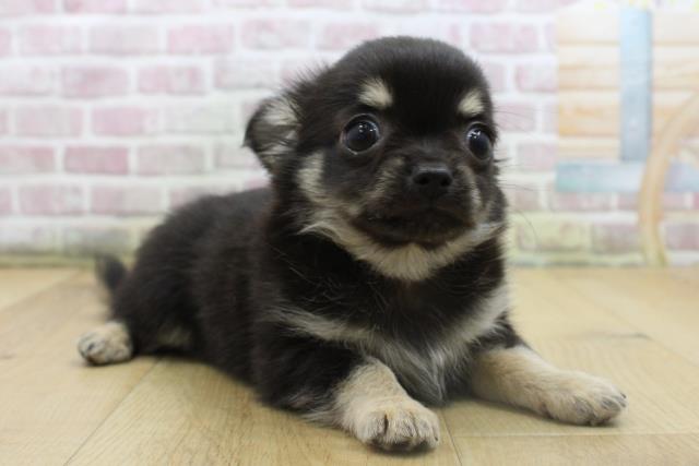 栃木県のチワワ(ロング) (Coo&RIKU足利店/2025年8月10日生まれ/男の子/ブラックタンホワイト)の子犬の3枚目の画像
