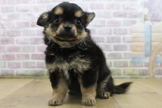 栃木県のチワワ(ロング) (Coo&RIKU小山店/2025年8月10日生まれ/女の子/ブラックタンホワイト)の子犬の2枚目の画像