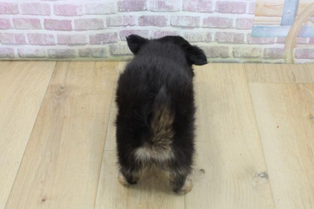 栃木県のチワワ(ロング) (Coo&RIKU小山店/2025年8月10日生まれ/女の子/ブラックタンホワイト)の子犬の4枚目の画像