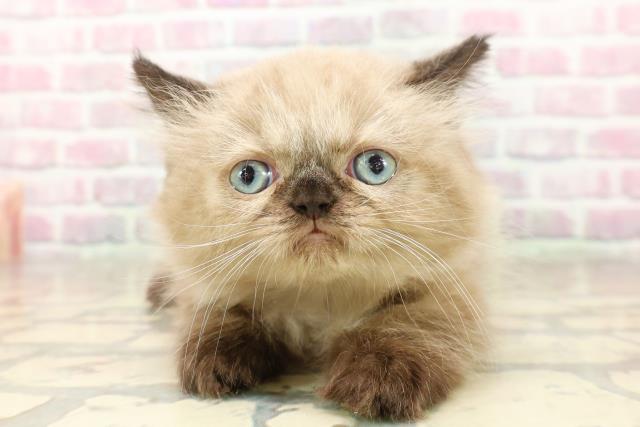 東京都のヒマラヤン (Coo&RIKU新宿三丁目店/2025年8月4日生まれ/男の子/シールポイント)の子猫の1枚目の画像