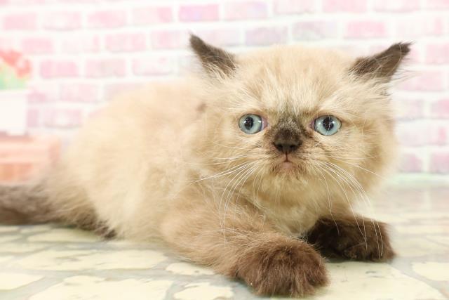 東京都のヒマラヤン (Coo&RIKU新宿三丁目店/2025年8月4日生まれ/男の子/シールポイント)の子猫の3枚目の画像