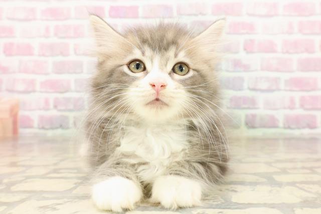 ノルウェージャン・フォレストキャット