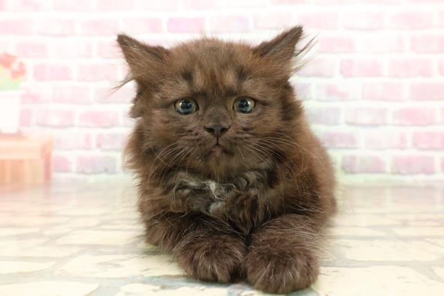 東京都のサイベリアン (Coo&RIKU新宿三丁目店/2025年8月1日生まれ/女の子/ブラック)の子猫の1枚目の画像