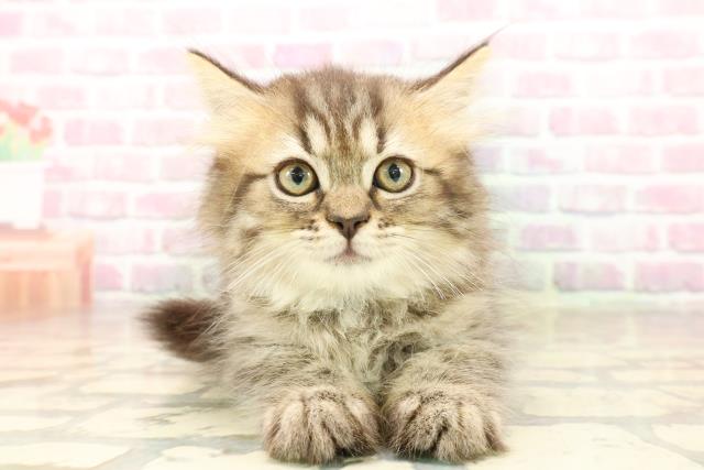 東京都のサイベリアン (Coo&RIKU高円寺店/2025年8月1日生まれ/女の子/ブラウンタビー)の子猫の1枚目の画像