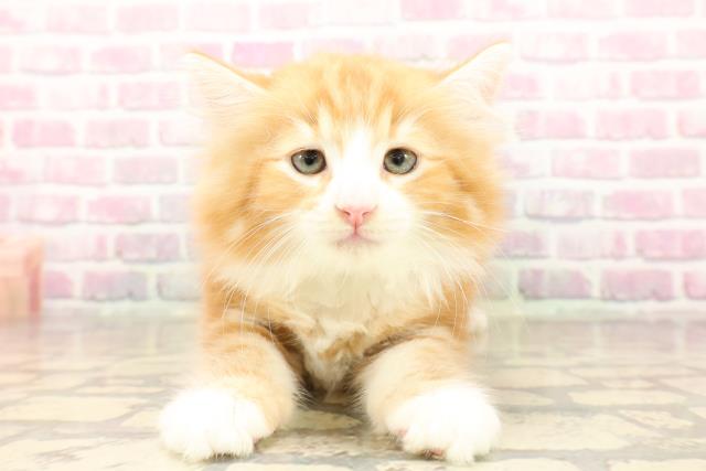 ノルウェージャン・フォレストキャット