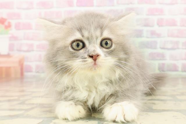 東京都のサイベリアン (Coo&RIKU中野サンモール店/2025年8月4日生まれ/男の子/ブルータビーホワイト)の子猫の1枚目の画像