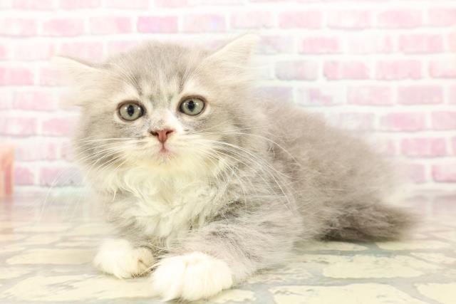 東京都のサイベリアン (Coo&RIKU中野サンモール店/2025年8月4日生まれ/男の子/ブルータビーホワイト)の子猫の2枚目の画像