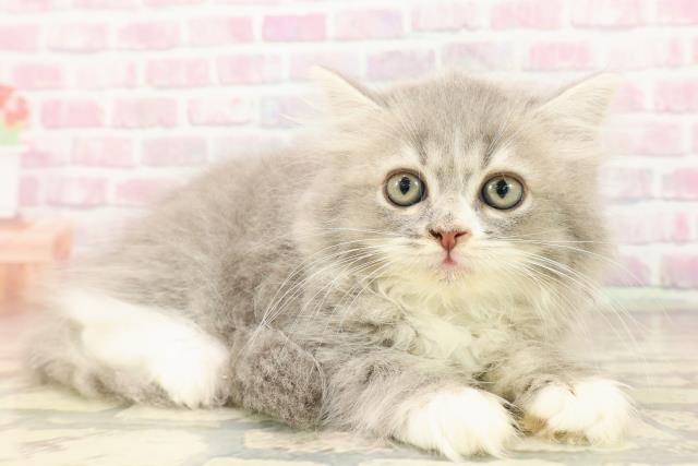 東京都のサイベリアン (Coo&RIKU中野サンモール店/2025年8月4日生まれ/男の子/ブルータビーホワイト)の子猫の3枚目の画像