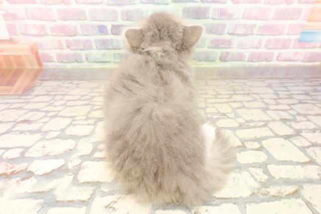 東京都のサイベリアン (Coo&RIKU中野サンモール店/2025年8月4日生まれ/男の子/ブルータビーホワイト)の子猫の4枚目の画像