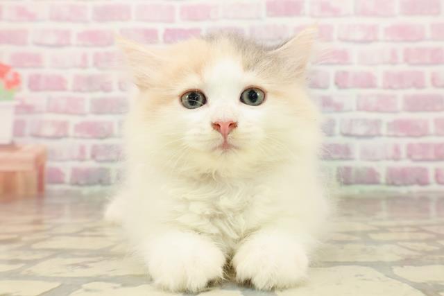 東京都のサイベリアン (Coo&RIKU大久保店/2025年8月4日生まれ/女の子/ダイリュートキャリコ)の子猫の1枚目の画像