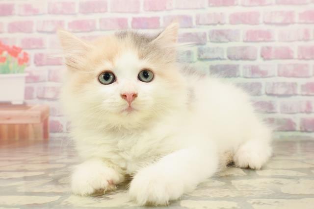 東京都のサイベリアン (Coo&RIKU大久保店/2025年8月4日生まれ/女の子/ダイリュートキャリコ)の子猫の2枚目の画像