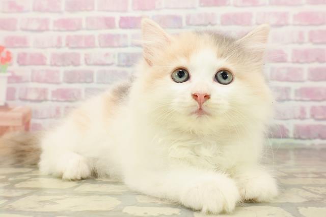 東京都のサイベリアン (Coo&RIKU大久保店/2025年8月4日生まれ/女の子/ダイリュートキャリコ)の子猫の3枚目の画像