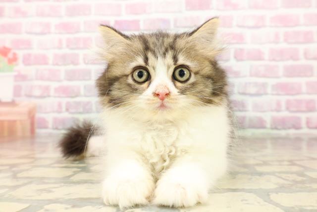 東京都のサイベリアン (Coo&RIKU広尾店/2025年8月4日生まれ/女の子/ブラウンタビーホワイト)の子猫の1枚目の画像
