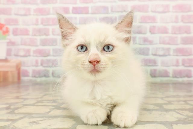 東京都のラグドール (Coo&RIKU大久保店/2025年8月7日生まれ/女の子/ブルーポイントバイカラー)の子猫の1枚目の画像