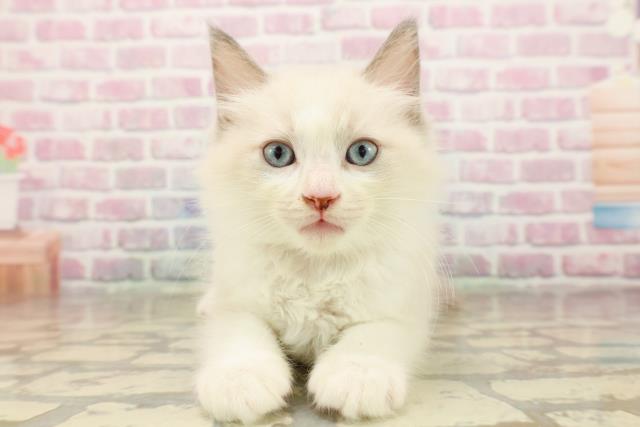 栃木県のラグドール (Coo&RIKU足利店/2025年8月7日生まれ/男の子/ブルーポイントバイカラー)の子猫の1枚目の画像
