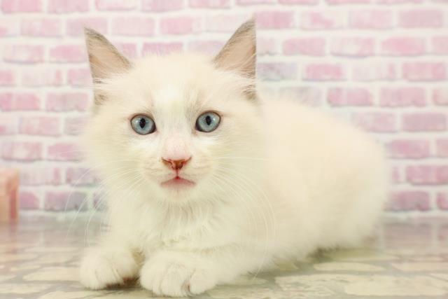栃木県のラグドール (Coo&RIKU足利店/2025年8月7日生まれ/男の子/ブルーポイントバイカラー)の子猫の2枚目の画像