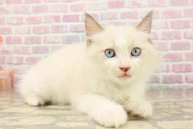 栃木県のラグドール (Coo&RIKU足利店/2025年8月7日生まれ/男の子/ブルーポイントバイカラー)の子猫の3枚目の画像
