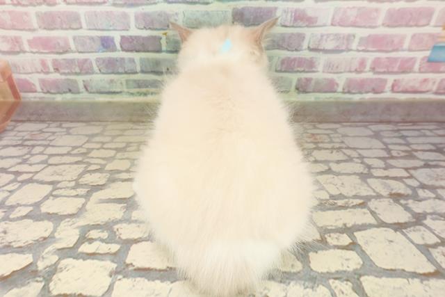 栃木県のラグドール (Coo&RIKU足利店/2025年8月7日生まれ/男の子/ブルーポイントバイカラー)の子猫の4枚目の画像