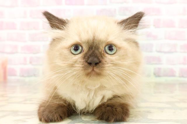 東京都のヒマラヤン (Coo&RIKU赤坂店/2025年8月4日生まれ/女の子/シールポイント)の子猫
