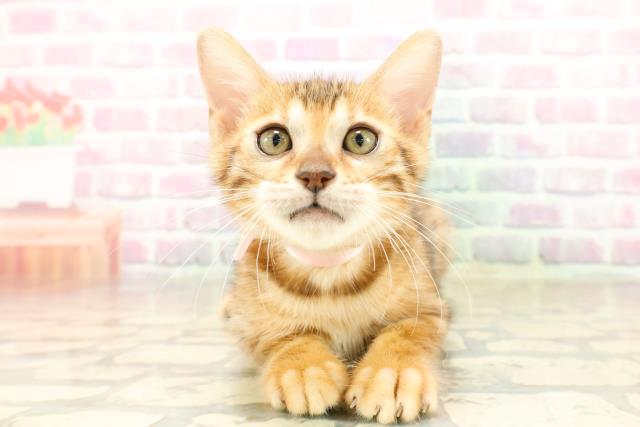 東京都のベンガル (Coo&RIKU武蔵小山店/2025年8月4日生まれ/女の子/ブラウンスポットタビー)の子猫の1枚目の画像
