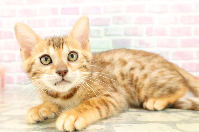 東京都のベンガル (Coo&RIKU武蔵小山店/2025年8月4日生まれ/女の子/ブラウンスポットタビー)の子猫の2枚目の画像