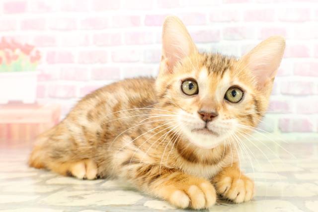 東京都のベンガル (Coo&RIKU武蔵小山店/2025年8月4日生まれ/女の子/ブラウンスポットタビー)の子猫の3枚目の画像