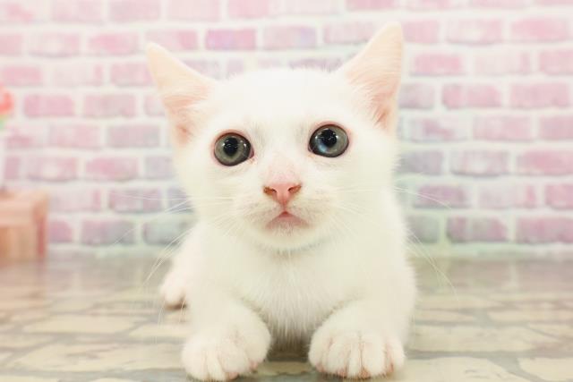東京都のマンチカン (Coo&RIKU中野サンモール店/2025年8月7日生まれ/男の子/ホワイト)の子猫の1枚目の画像