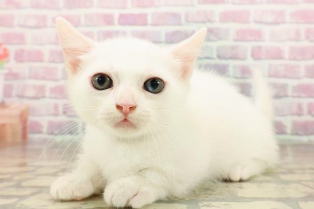 東京都のマンチカン (Coo&RIKU中野サンモール店/2025年8月7日生まれ/男の子/ホワイト)の子猫の2枚目の画像