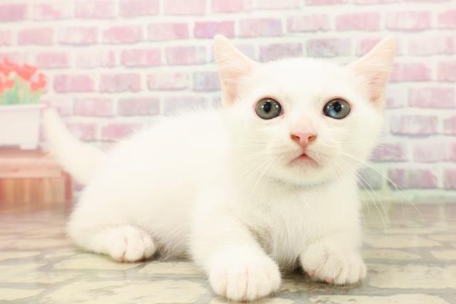 東京都のマンチカン (Coo&RIKU中野サンモール店/2025年8月7日生まれ/男の子/ホワイト)の子猫の3枚目の画像