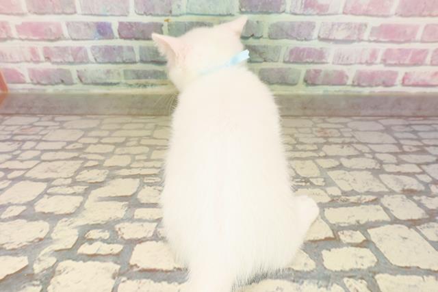 東京都のマンチカン (Coo&RIKU中野サンモール店/2025年8月7日生まれ/男の子/ホワイト)の子猫の4枚目の画像