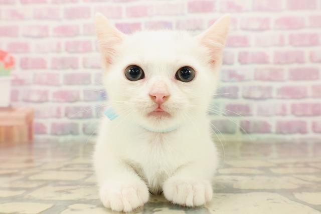 東京都のマンチカン (Coo&RIKU池袋西口店/2025年8月7日生まれ/男の子/ホワイト)の子猫の1枚目の画像