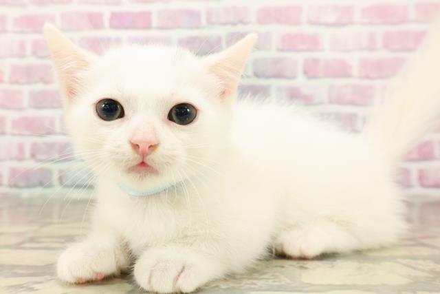 東京都のマンチカン (Coo&RIKU池袋西口店/2025年8月7日生まれ/男の子/ホワイト)の子猫の2枚目の画像