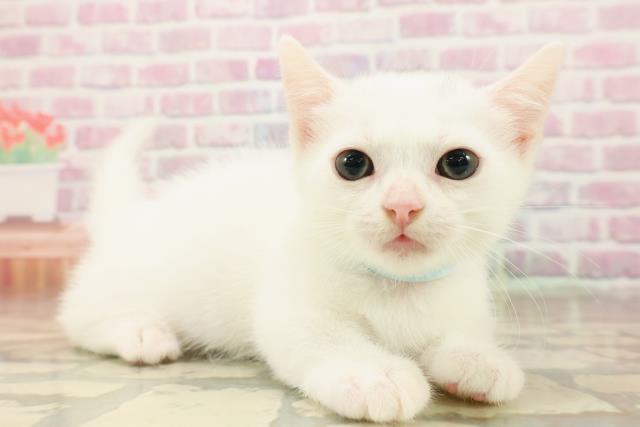 東京都のマンチカン (Coo&RIKU池袋西口店/2025年8月7日生まれ/男の子/ホワイト)の子猫の3枚目の画像