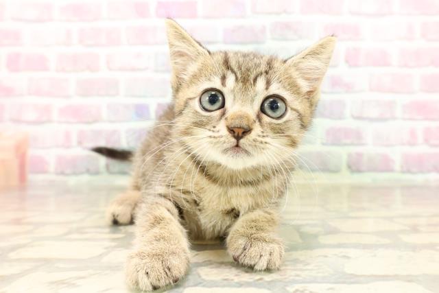 東京都のマンチカン (Coo&RIKU大久保店/2025年8月7日生まれ/男の子/ブラウンタビー)の子猫の1枚目の画像