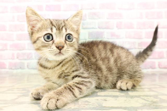 東京都のマンチカン (Coo&RIKU大久保店/2025年8月7日生まれ/男の子/ブラウンタビー)の子猫の2枚目の画像