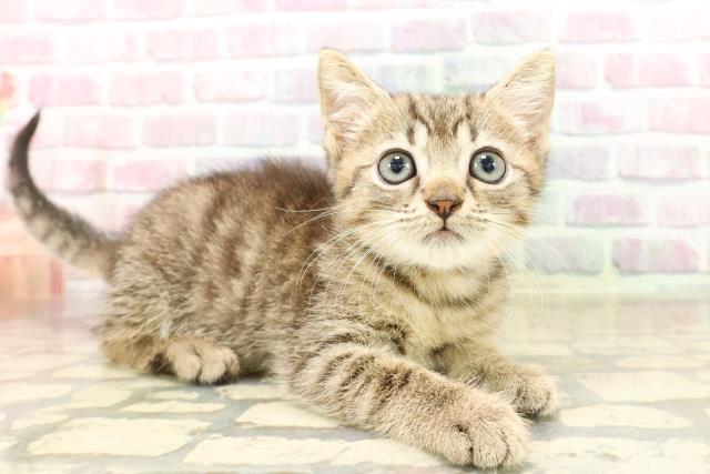 東京都のマンチカン (Coo&RIKU大久保店/2025年8月7日生まれ/男の子/ブラウンタビー)の子猫の3枚目の画像