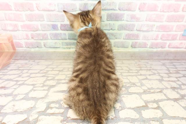 東京都のマンチカン (Coo&RIKU大久保店/2025年8月7日生まれ/男の子/ブラウンタビー)の子猫の4枚目の画像
