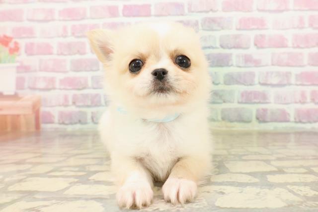 青森県のチワワ(ロング) (Coo&RIKU弘前店/2025年8月7日生まれ/男の子/クリームホワイト)の子犬の1枚目の画像
