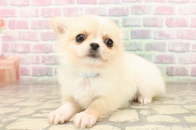 青森県のチワワ(ロング) (Coo&RIKU弘前店/2025年8月7日生まれ/男の子/クリームホワイト)の子犬の2枚目の画像