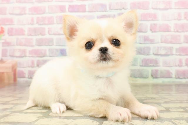 青森県のチワワ(ロング) (Coo&RIKU弘前店/2025年8月7日生まれ/男の子/クリームホワイト)の子犬の3枚目の画像