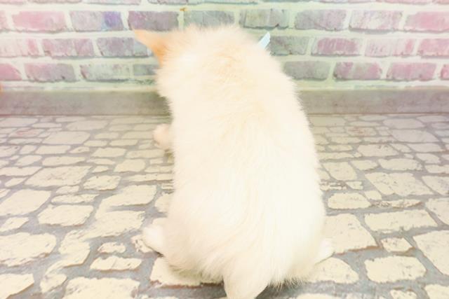 青森県のチワワ(ロング) (Coo&RIKU弘前店/2025年8月7日生まれ/男の子/クリームホワイト)の子犬の4枚目の画像