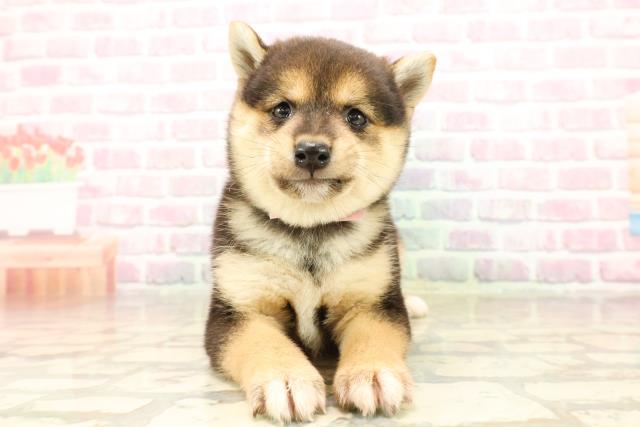 東京都の豆柴 (Coo&RIKU秋葉原店/2025年8月10日生まれ/女の子/黒)の子犬の1枚目の画像